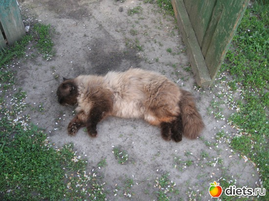 22 ����: ������� �������.