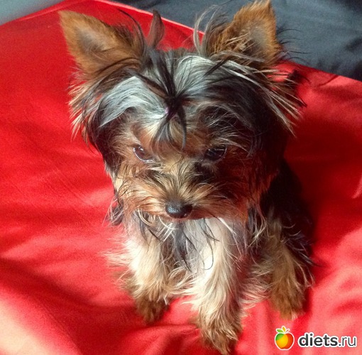 2 ����: Delice