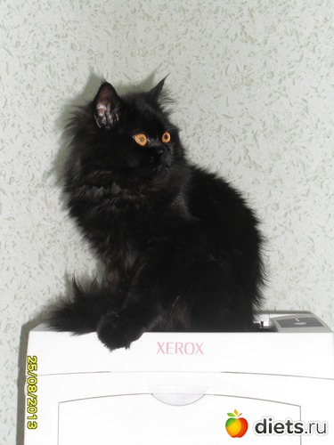 ������, ������: ��� �������� ��������