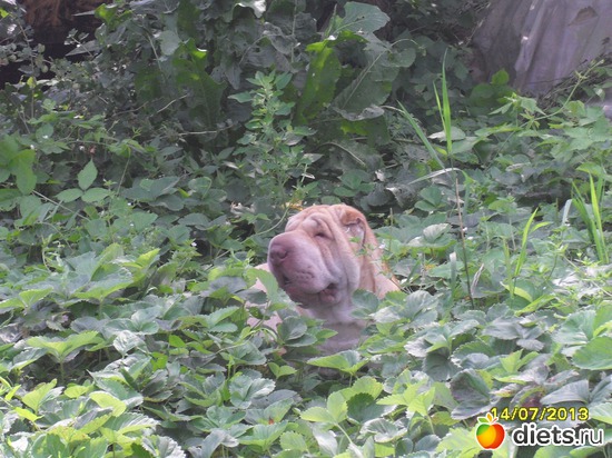 ����, ������: ��� �������� ��������