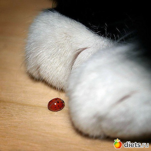 26 ����: ������������ �������!))))))))))