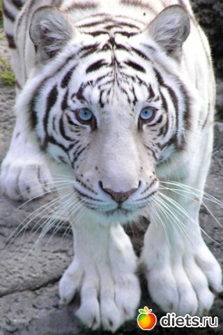 ������������ �������!))))))))))