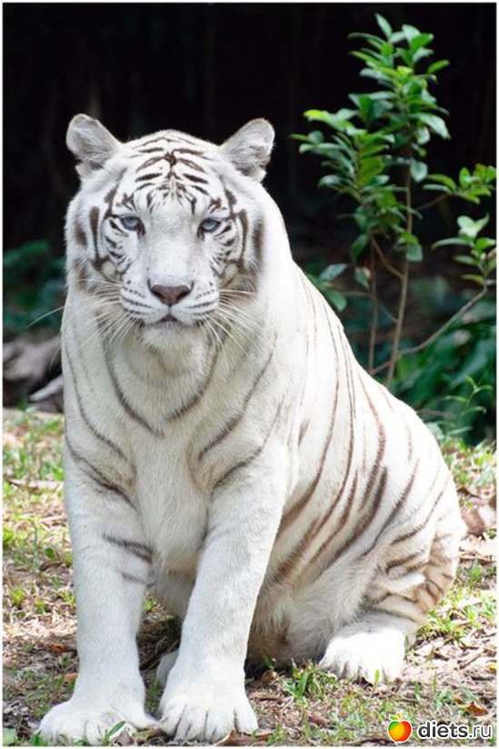 44 ����: ������������ �������!))))))))))