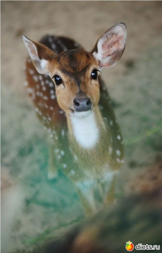 71 ����: ������������ �������!))))))))))