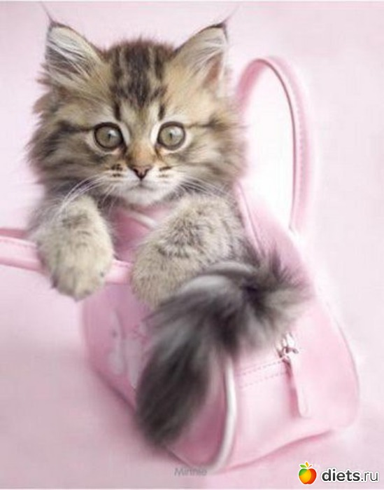 73 ����: ������������ �������!))))))))))