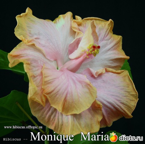 071 - Monique Maria, : My Gibiskus Gallery - 2O13