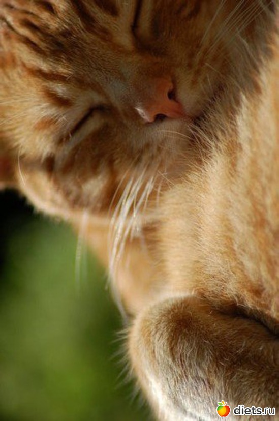 33 ����: ������������ �������!))))))))))