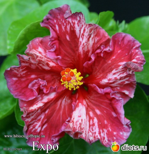 072 - Expo, : My Gibiskus Gallery - 2O13