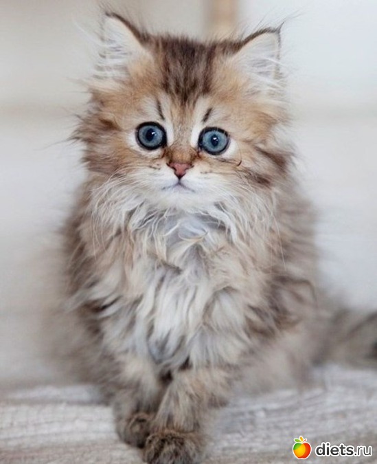 48 ����: ������������ �������!))))))))))