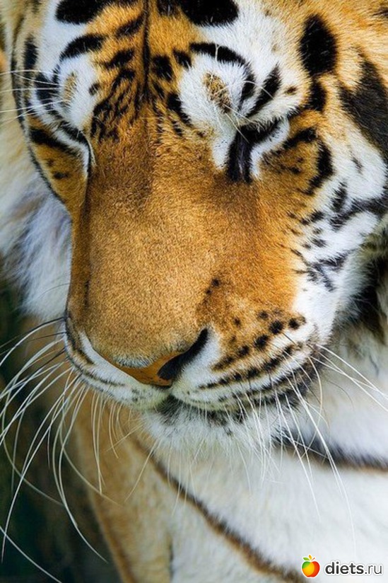 52 ����: ������������ �������!))))))))))