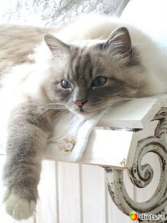 1 ����: ������������ �������!))))))))))