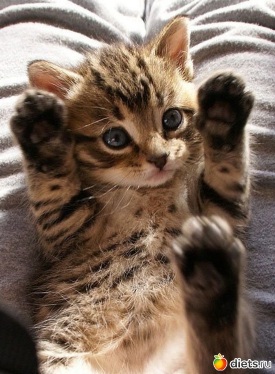 55 ����: ������������ �������!))))))))))