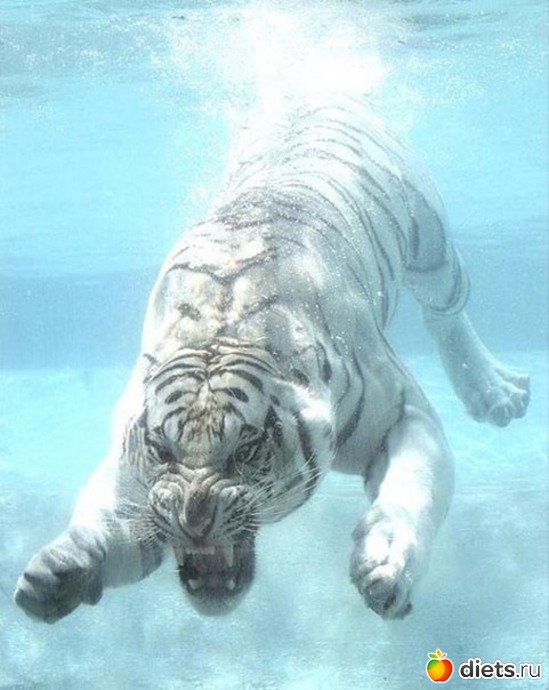 56 ����: ������������ �������!))))))))))