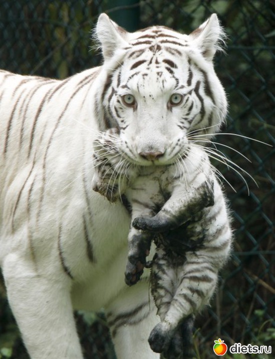 57 ����: ������������ �������!))))))))))