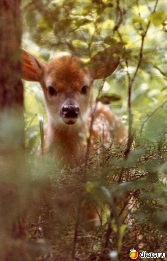 58 ����: ������������ �������!))))))))))