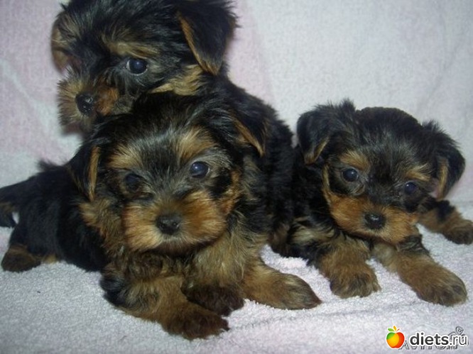 78 ����: ������������ �������!))))))))))