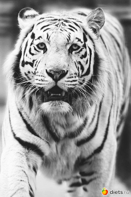 63 ����: ������������ �������!))))))))))