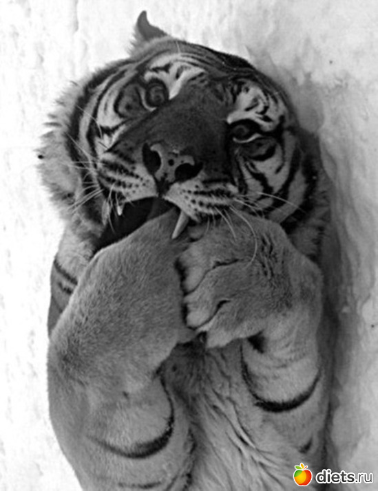 65 ����: ������������ �������!))))))))))