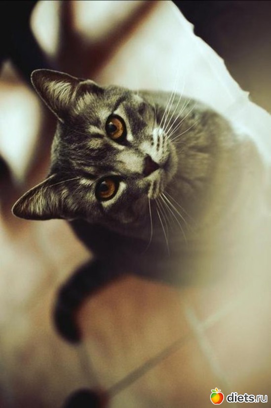 88 ����: ������������ �������!))))))))))