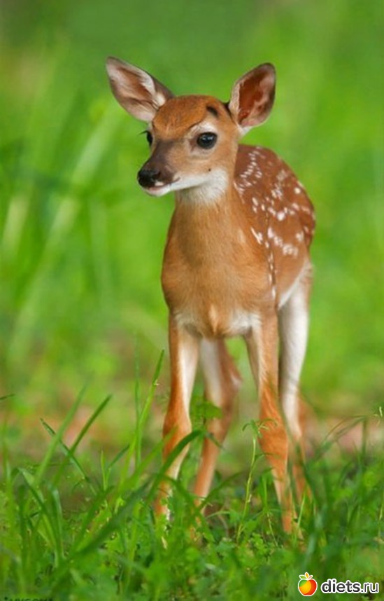 66 ����: ������������ �������!))))))))))