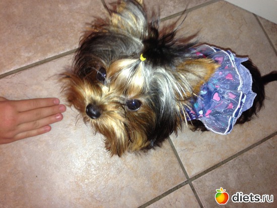 3 ����: Delice