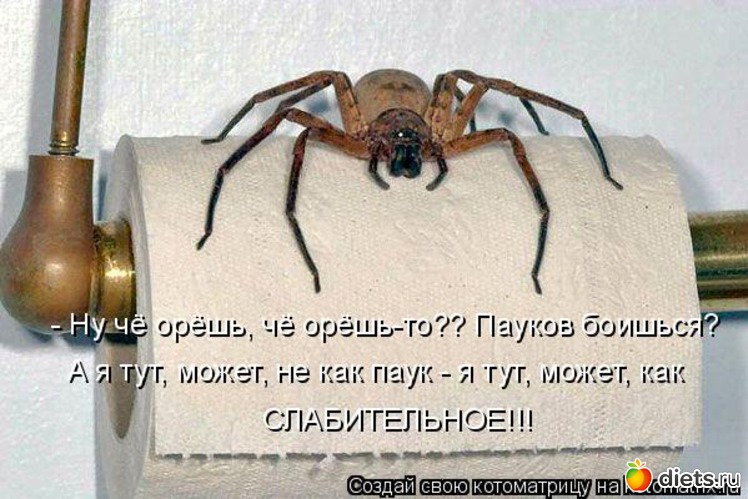 41 ����: �����������2