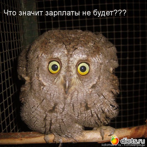 43 ����: �����������2