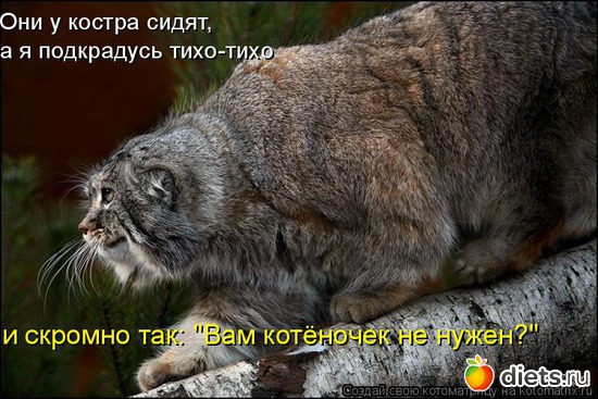 46 ����: �����������2