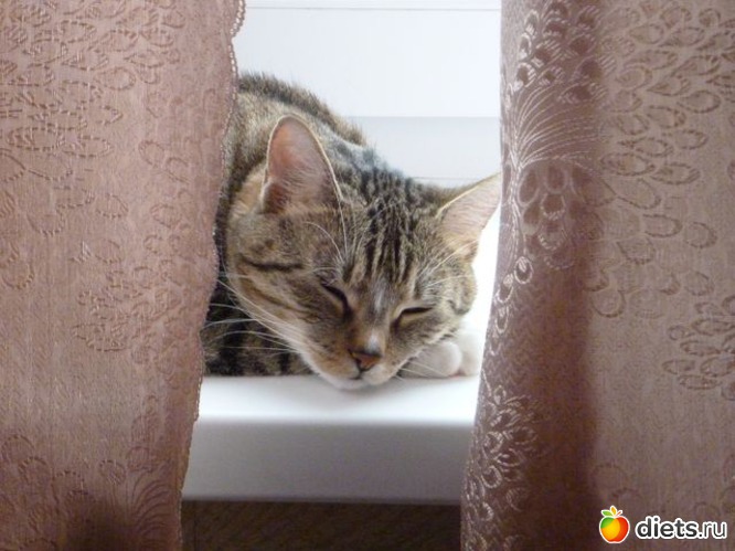 на подоконнике, альбом: киска-муська