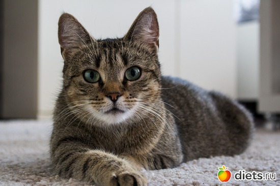 1 фото: ТОМКА