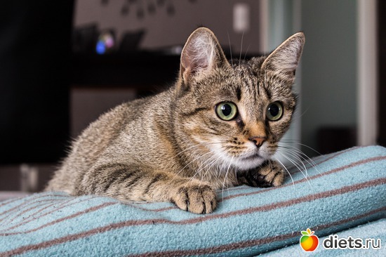 2 фото: ТОМКА