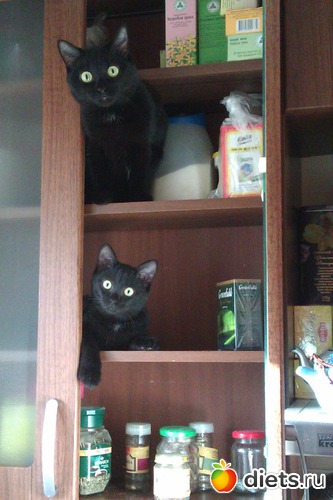 ���������)), ������: �������