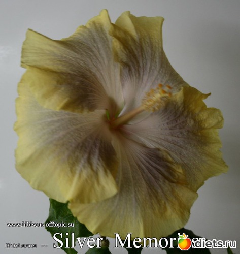 073 - Silver Memories, альбом: My Gibiskus Gallery - 2O13