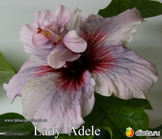 074 - Lady Adele, : My Gibiskus Gallery - 2O13