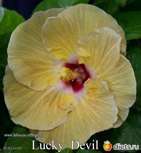 075 - Lucky Devil, альбом: My Gibiskus Gallery - 2O13