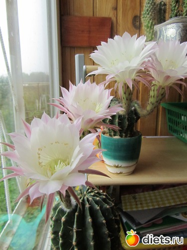 1 ����: ��������� � �����.