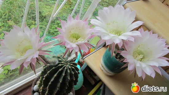 2 ����: ��������� � �����.