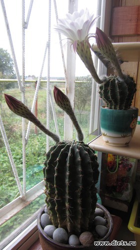 3 ����: ��������� � �����.