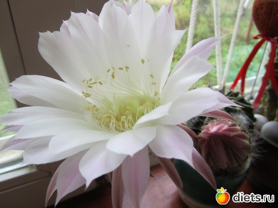 4 ����: ��������� � �����.