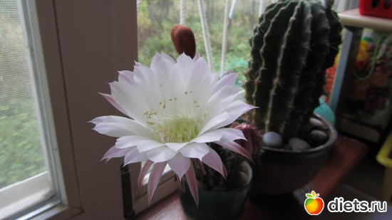 5 ����: ��������� � �����.