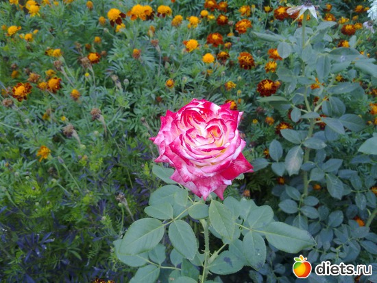 25 фото: 2013 море