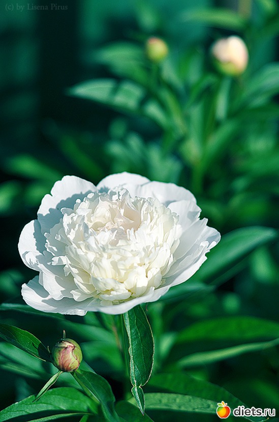 9 фото: Фотоработы