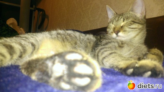 ������� ����� ���� ), ������: ��� ����� � ������