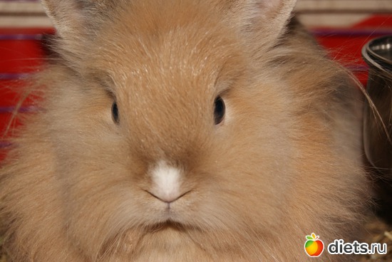 ������� ������� �����, ������: ��� ����� � ������