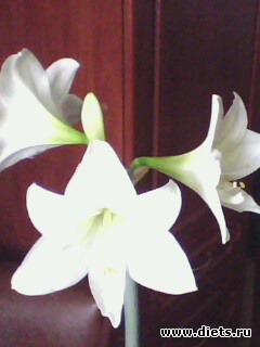 ����� ����������