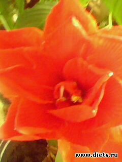 �������� ����������