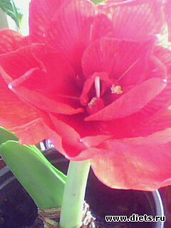 ��� �� �������� , �� � ������ ������� � ������.