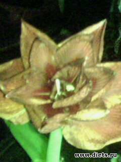 �� �� � ������ �������