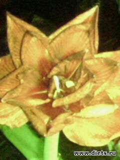 �� ��� ��