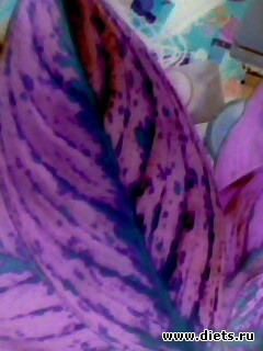 ��� �����.